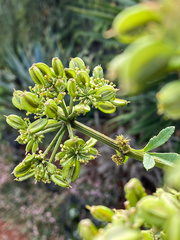 Prionosciadium thapsoides