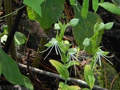 Habenaria tamazulensis