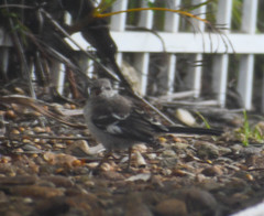 Mimus polyglottos image