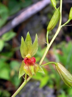 Bletia roezlii (Orquídeas de Bosques templados) · iNaturalist