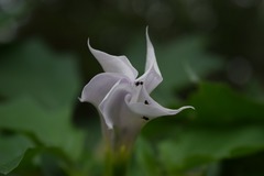 Datura stramonium