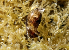 Haminoea hydatis image