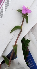 Callisia navicularis