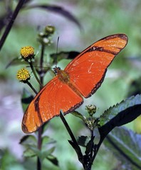 Dryas iulia alcionea