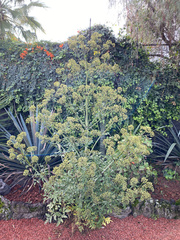 Prionosciadium thapsoides