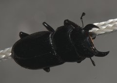 Lucaninae