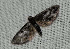 Eupithecia atrisignis
