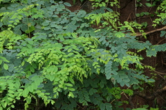 Dalbergia lanceolaria