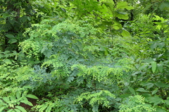 Dalbergia lanceolaria