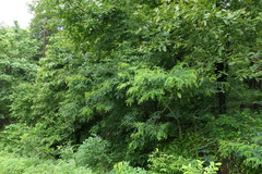 Dalbergia lanceolaria