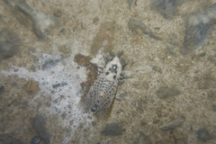 Zeuzera multistrigata