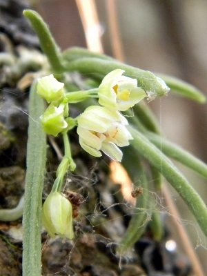 Hintonella