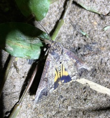 Hypocala deflorata