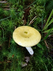 Russula lutea