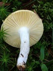 Russula lutea