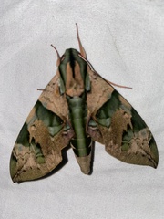 Eumorpha capronnieri