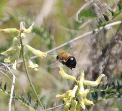 Habropoda tristissima