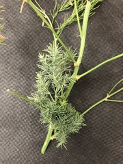 Brachycorynella asparagi