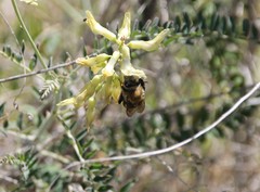 Habropoda tristissima
