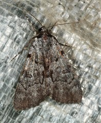 Catocala sordida