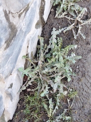 Taraxacum officinale
