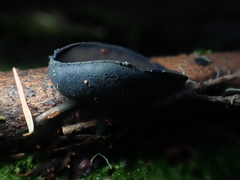 Pseudoplectania vogesiaca