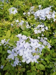 Plumbago auriculata