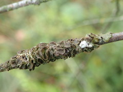 Melanohalea septentrionalis