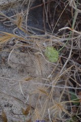 Hordeum marinum