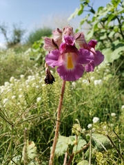 Proboscidea sabulosa