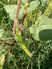 Proboscidea sabulosa