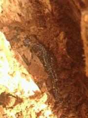 Plethodon glutinosus