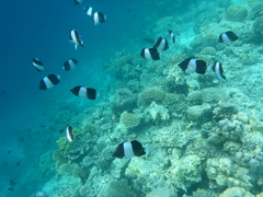 Hemitaurichthys zoster