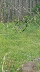 Sciurus carolinensis