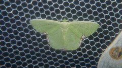 Comibaena procumbaria