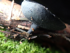 Pseudoplectania vogesiaca