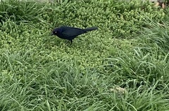 Euphagus cyanocephalus