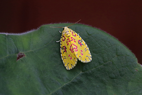 Mazuca dulcis