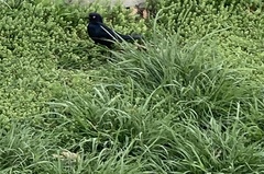 Euphagus cyanocephalus