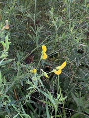 Lathyrus pratensis