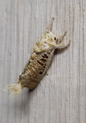 Indarbela tetraonis