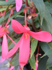 Begonia boliviensis