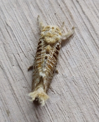 Indarbela tetraonis