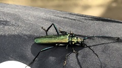 Aromia moschata moschata