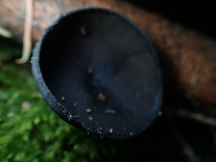 Pseudoplectania vogesiaca