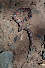 Oxyrhopus guibei