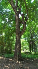 Hura polyandra