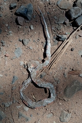 Oxyrhopus guibei