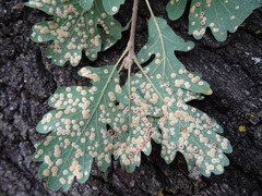 Neuroterus quercusbaccarum