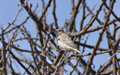 Crithagra atrogularis